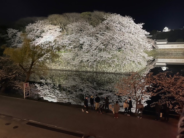 彦根城内堀に映る桜
